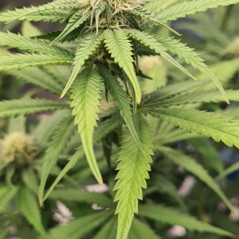 Biscotti Mintz growlog timeline photo