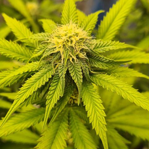 Biscotti Mintz growlog timeline photo