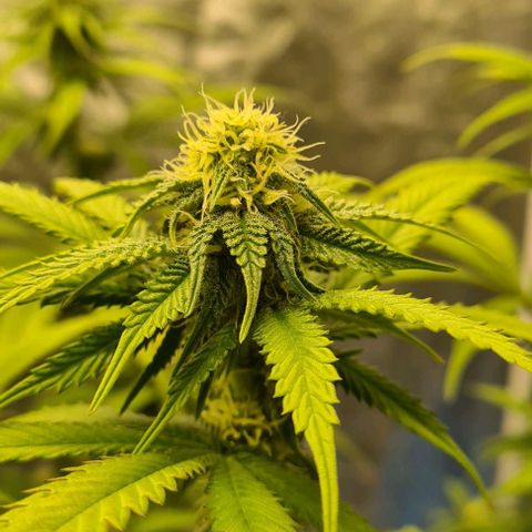 Biscotti Mintz growlog timeline photo