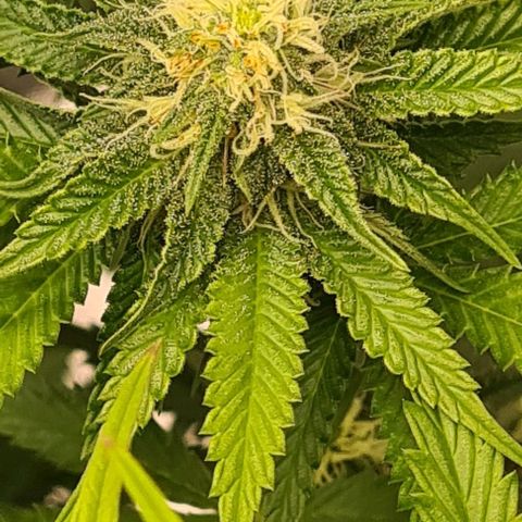 Biscotti Mintz growlog timeline photo
