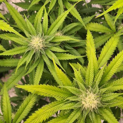 Biscotti Mintz growlog timeline photo
