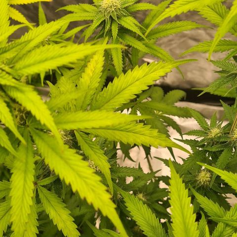 Biscotti Mintz growlog timeline photo