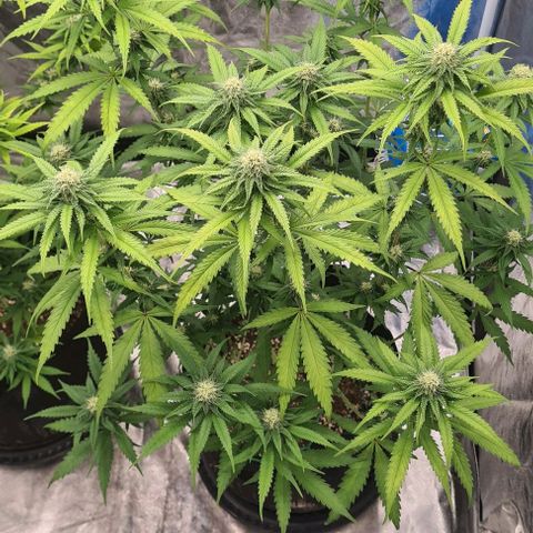 Biscotti Mintz growlog timeline photo