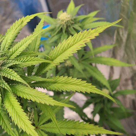Biscotti Mintz growlog timeline photo