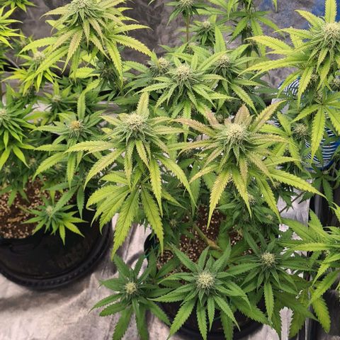 Biscotti Mintz growlog timeline photo