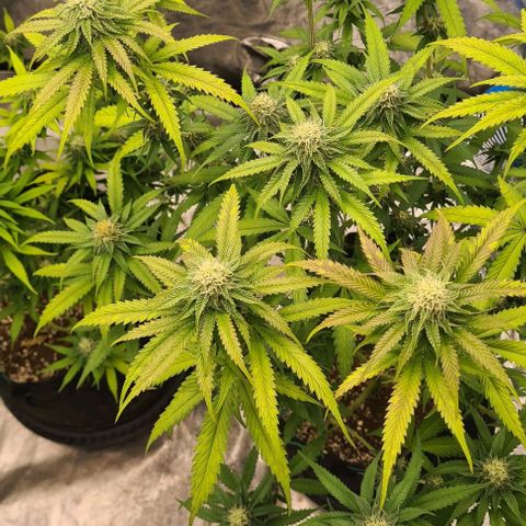 Biscotti Mintz growlog timeline photo