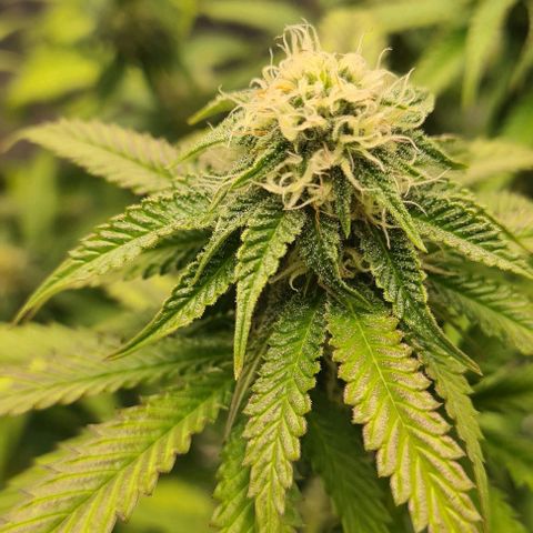 Biscotti Mintz growlog timeline photo