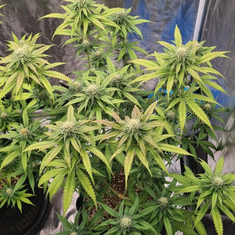 Biscotti Mintz growlog timeline photo