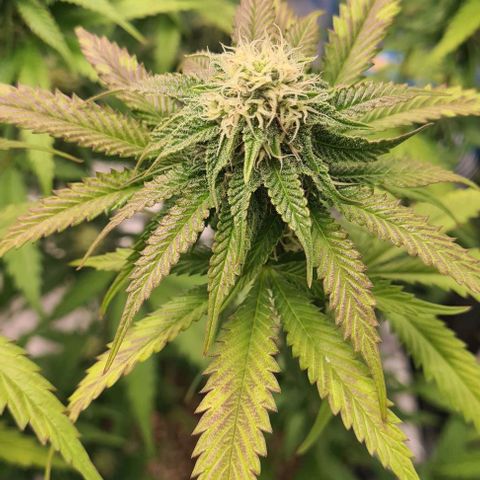 Biscotti Mintz growlog timeline photo