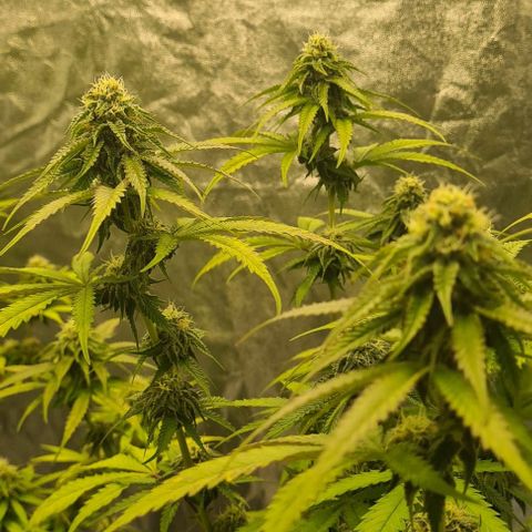 Biscotti Mintz growlog timeline photo