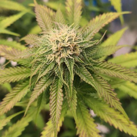 Biscotti Mintz growlog timeline photo