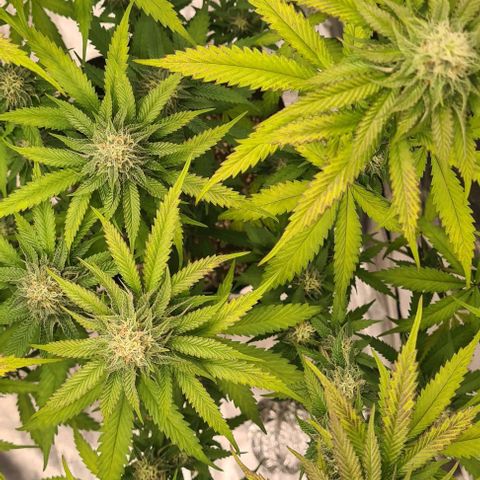 Biscotti Mintz growlog timeline photo