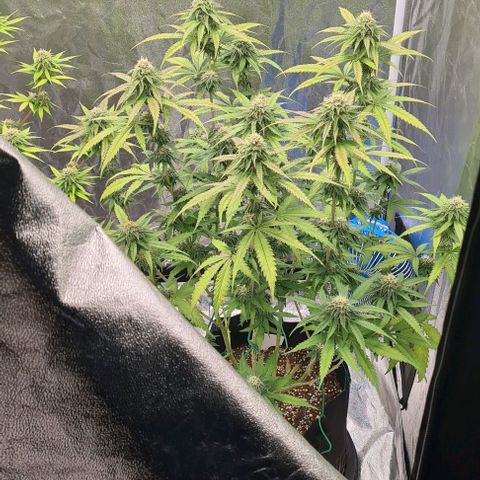 Biscotti Mintz growlog timeline photo