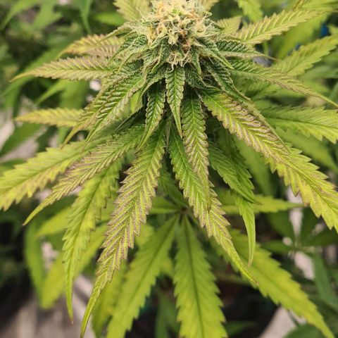 Biscotti Mintz growlog timeline photo