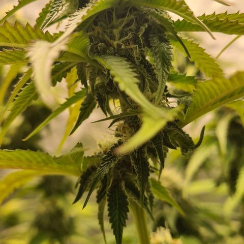 Biscotti Mintz growlog timeline photo