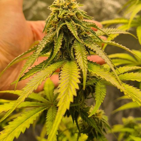 Biscotti Mintz growlog timeline photo
