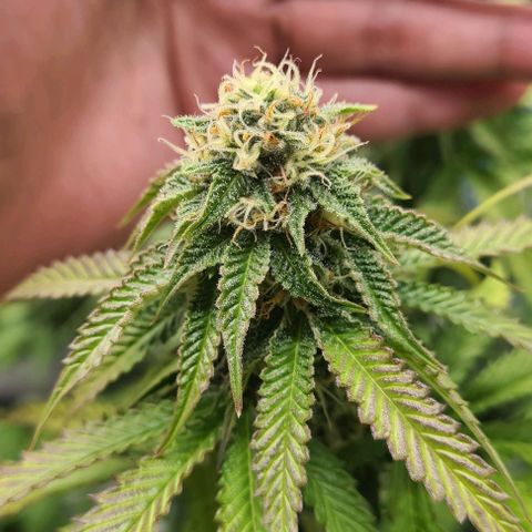 Biscotti Mintz growlog timeline photo