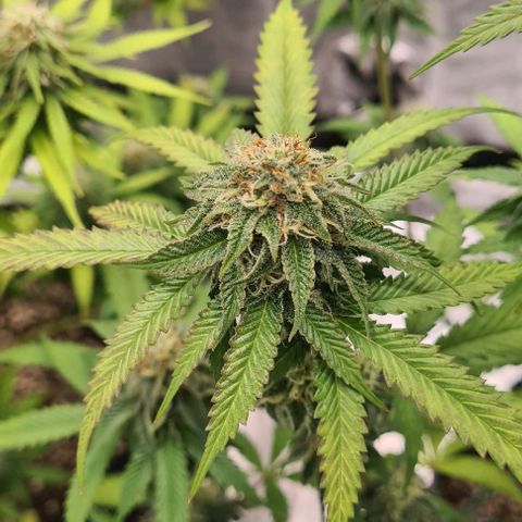 Biscotti Mintz growlog timeline photo