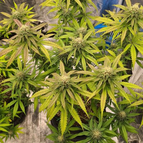 Biscotti Mintz growlog timeline photo