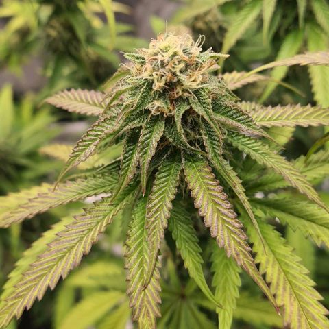 Biscotti Mintz growlog timeline photo