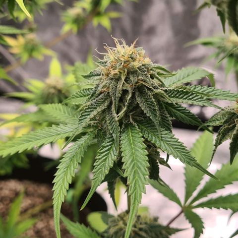 Biscotti Mintz growlog timeline photo
