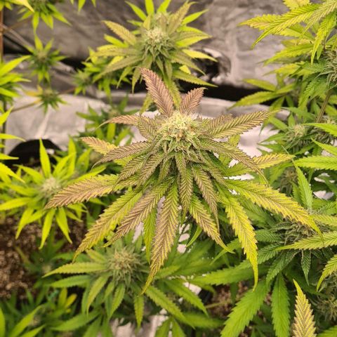 Biscotti Mintz growlog timeline photo