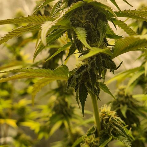 Biscotti Mintz growlog timeline photo