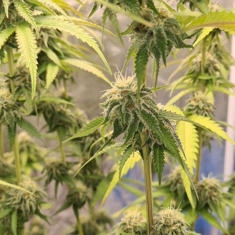 Biscotti Mintz growlog timeline photo