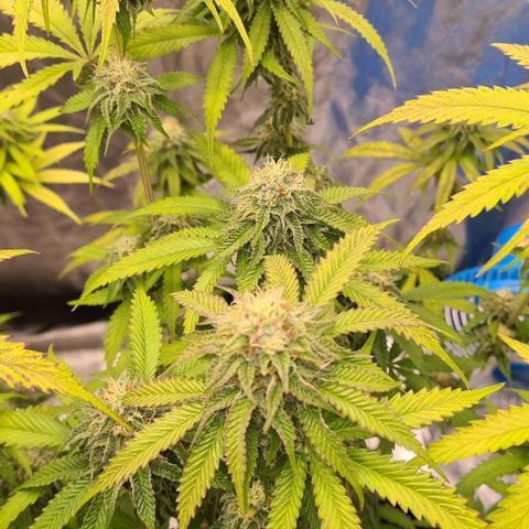 Biscotti Mintz growlog timeline photo