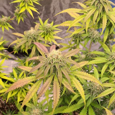 Biscotti Mintz growlog timeline photo