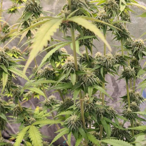 Biscotti Mintz growlog timeline photo