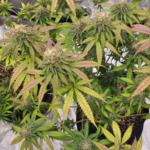 Biscotti Mintz growlog timeline photo