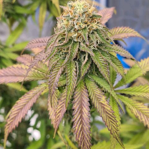 Biscotti Mintz growlog timeline photo