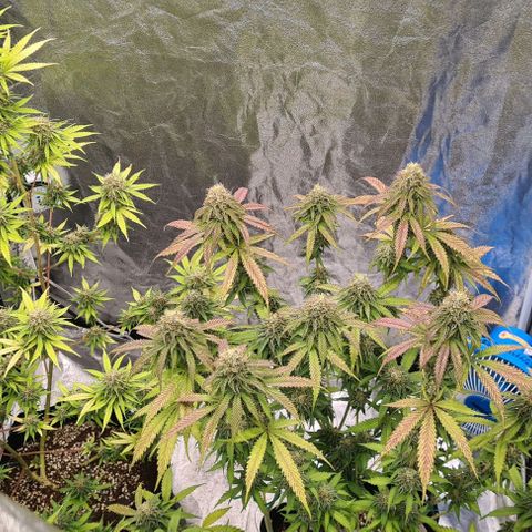 Biscotti Mintz growlog timeline photo