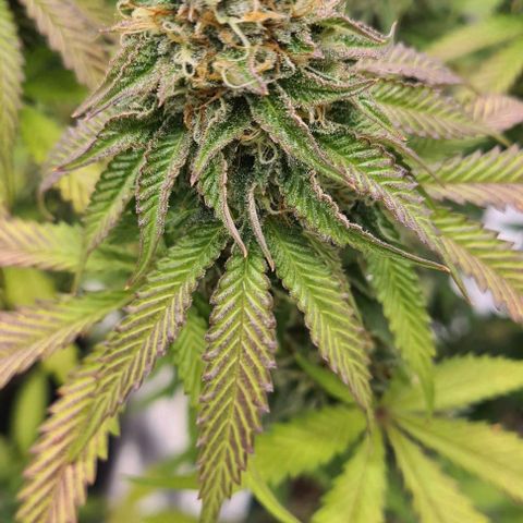 Biscotti Mintz growlog timeline photo