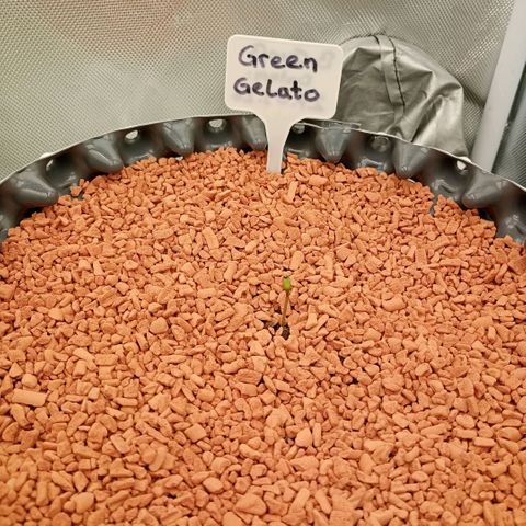 Green Gelato #1 growlog timeline photo