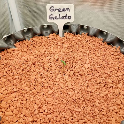 Green Gelato #2 growlog timeline photo
