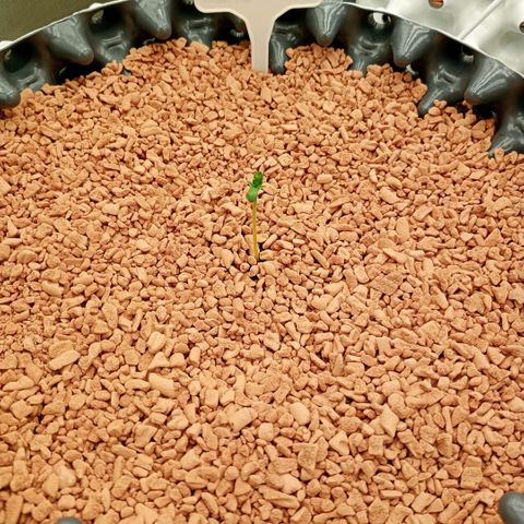 Royal Gorilla growlog timeline photo