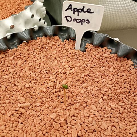 Apple Drops growlog timeline photo