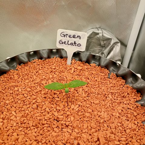 Green Gelato #1 growlog timeline photo
