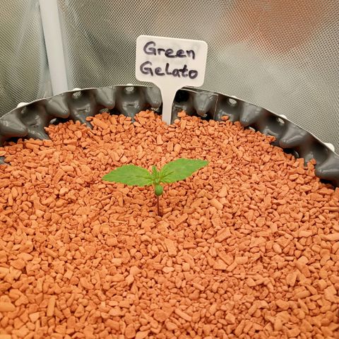 Green Gelato #2 growlog timeline photo