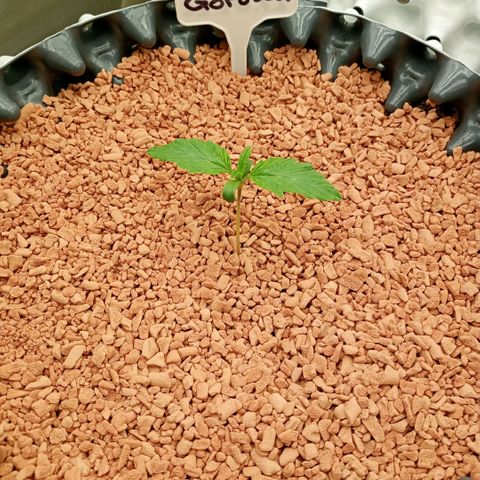 Royal Gorilla growlog timeline photo