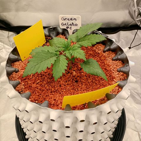 Green Gelato #1 growlog timeline photo
