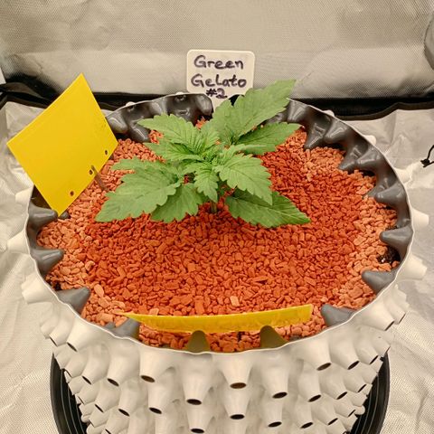 Green Gelato #2 growlog timeline photo