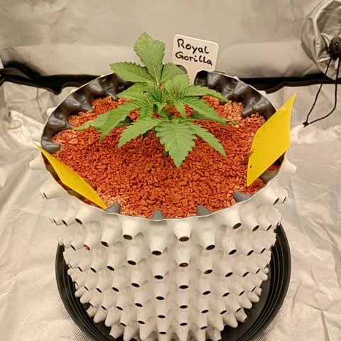 Royal Gorilla growlog timeline photo
