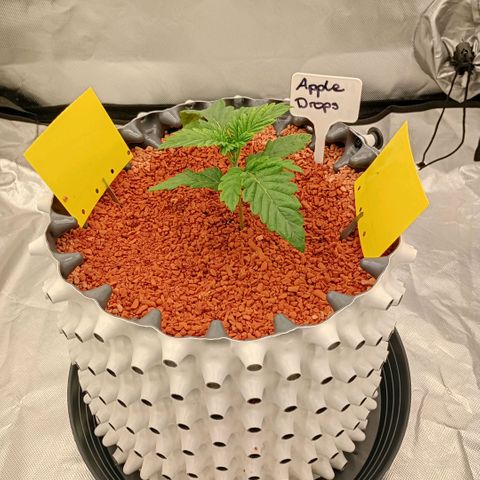 Apple Drops growlog timeline photo