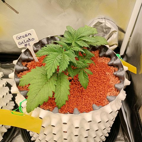 Green Gelato #1 growlog timeline photo