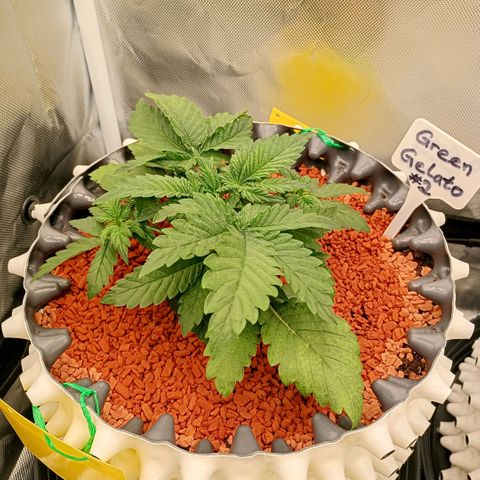Green Gelato #2 growlog timeline photo