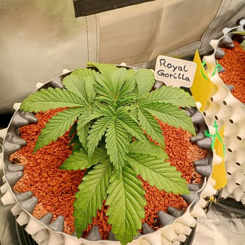 Royal Gorilla growlog timeline photo