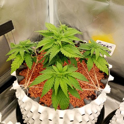 Green Gelato #1 growlog timeline photo